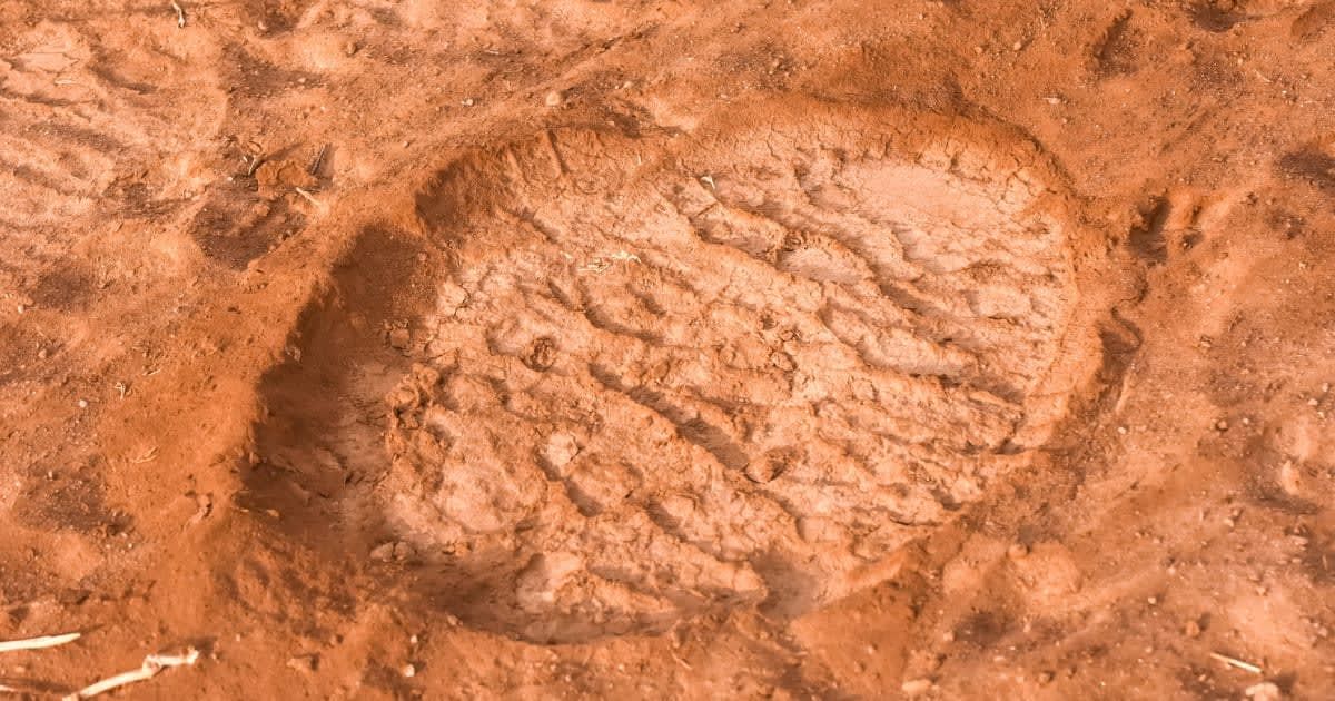 Scientists discover 125,000-year-old prehistoric elephant fossilized footprints in Murcia Dunes—first ever identified